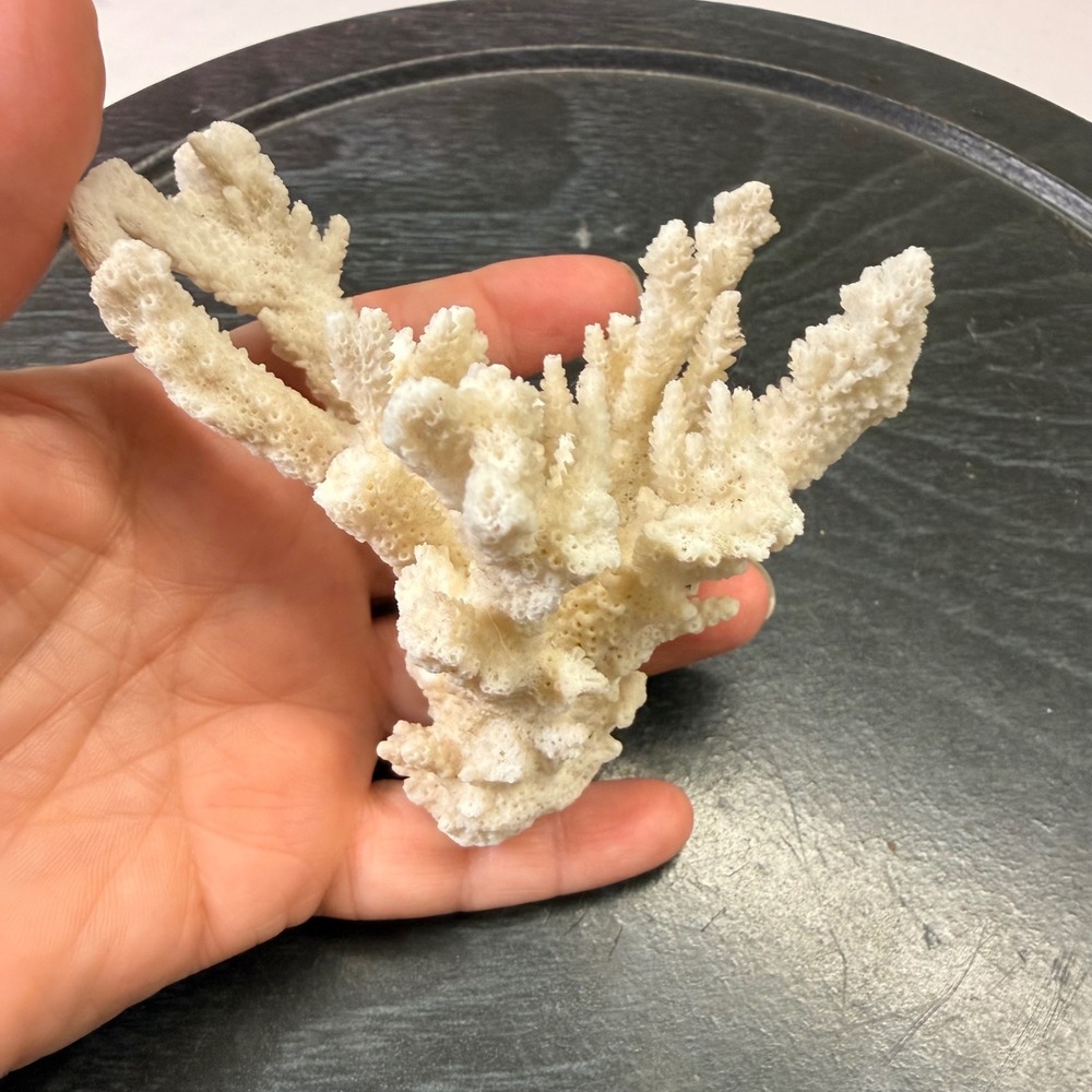 Natural White Branch Coral Specimen Nautical Coastal Home Decor 4.5 Inch